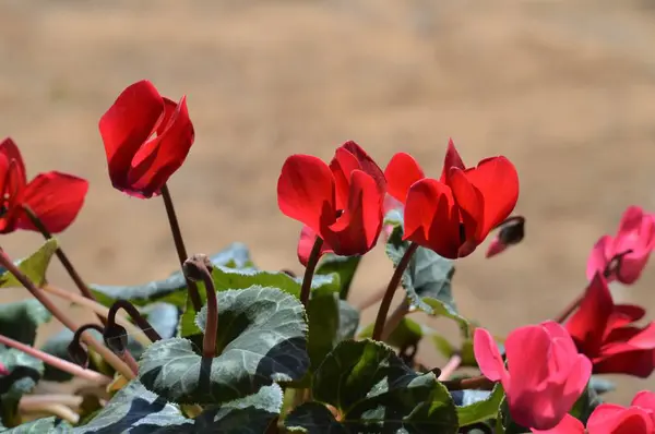 Close Ciclamen Vermelho Flores Natureza Macro — Fotografia de Stock