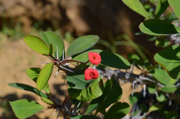 Dikenler çiçekler, İsa'nın bitki, Euphorbia Milii taç