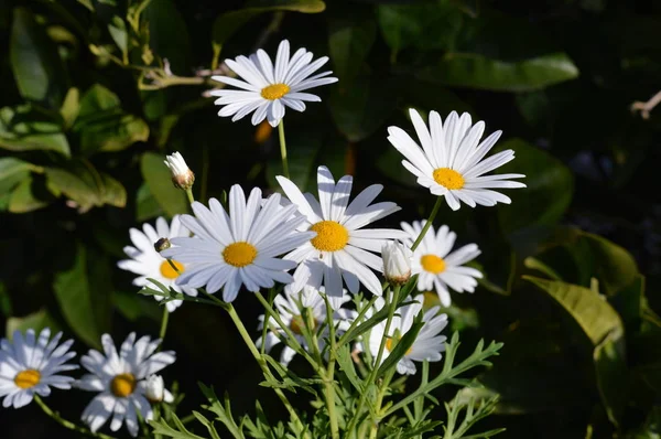 Close Van Mooie Witte Madeliefjes Natuur Macro — Stockfoto