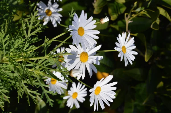 Nahaufnahme Schöner Weißer Gänseblümchen Natur Makro — Stockfoto
