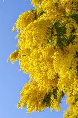 Bloom, gümüş Wattle, akasya Dealbata Mimoza Close-Up