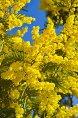 Bloom, gümüş Wattle, akasya Dealbata Mimoza Close-Up