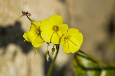Sarı ortak ahşap kuzukulağı çiçek, Oxalis Acetosella yakın çekim