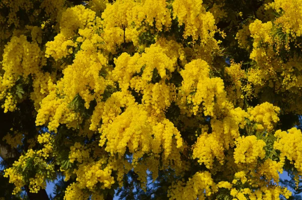 Close-up of Mimosa in Bloom, Silver Wattle, Acacia Dealbata