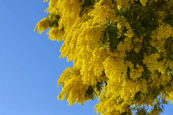 Zbliżenie Mimosa Rozkwicie Srebrny Akacji Akacja Srebrzysta — Zdjęcie stockowe