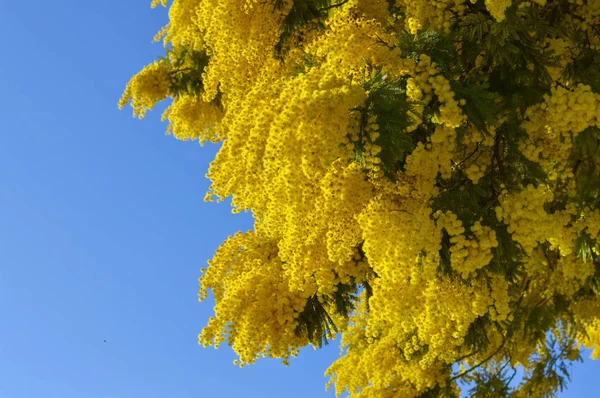 Detail Mimózy Květ Stříbrný Proutí Acacia Dealbata — Stock fotografie