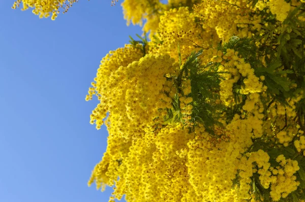 Közeli Kép Mimosa Bloom Ezüst Akácfa Akác Dealbata — Stock Fotó