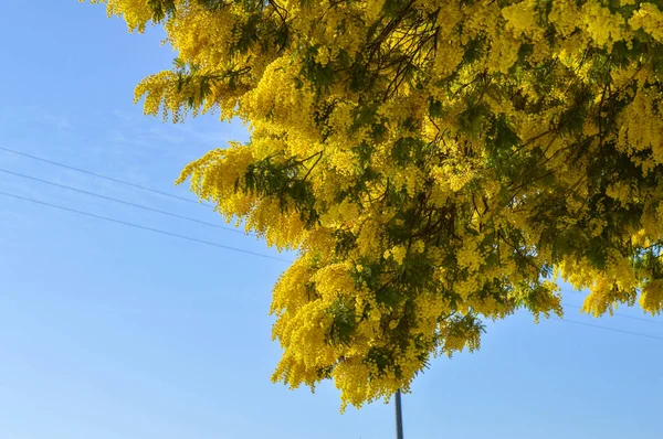 Közeli Kép Mimosa Bloom Ezüst Akácfa Akác Dealbata — Stock Fotó