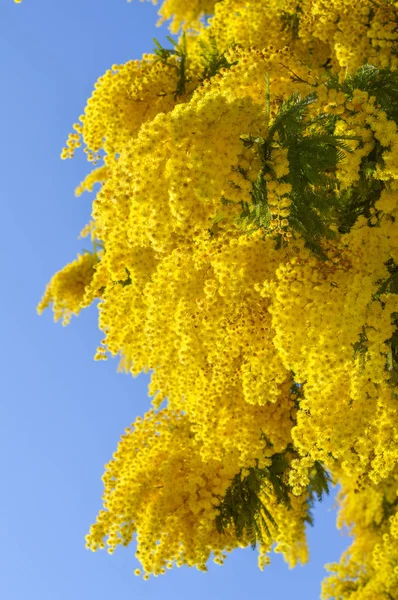 Close-up of Mimosa in Bloom, Silver Wattle, Acacia Dealbata