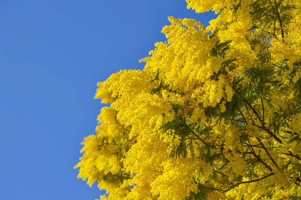 Close-up of Mimosa in Bloom, Silver Wattle, Acacia Dealbata