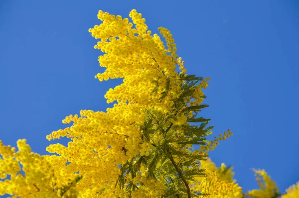 Zbliżenie Mimosa Rozkwicie Srebrny Akacji Akacja Srebrzysta — Zdjęcie stockowe