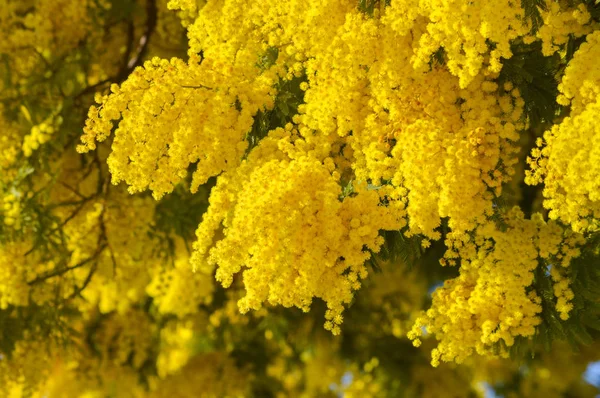 Detail Mimózy Květ Stříbrný Proutí Acacia Dealbata — Stock fotografie