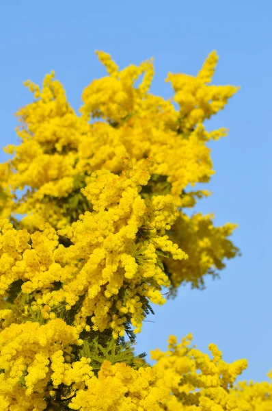 Primer Plano Mimosa Bloom Silver Wattle Acacia Dealbata —  Fotos de Stock