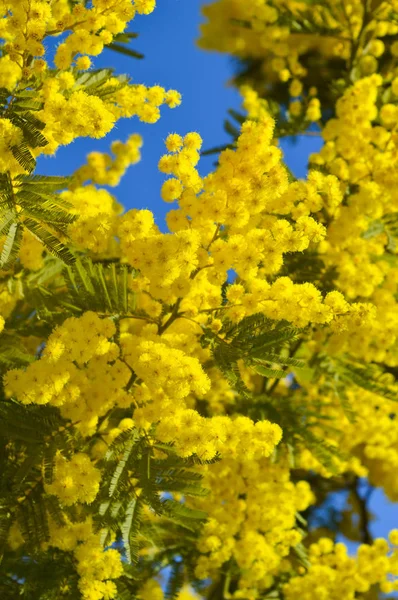 Primo Piano Mimosa Bloom Silver Wattle Acacia Dealbata — Foto Stock