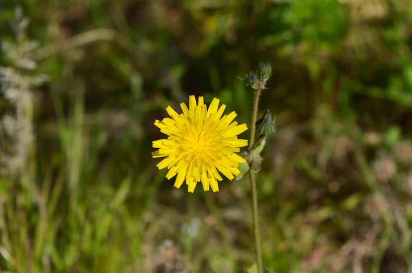 Close Common Sowthistle Flowers Nature Macro — Stock Photo, Image