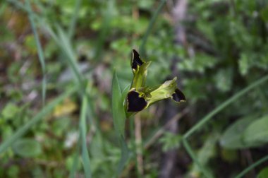 Yakın çekim güzel bir yılan kafası, Widow Iris, Iris tuberosa, Doğa, makro
