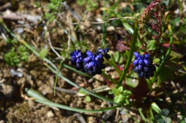 Yakın çekim üzüm Hyacinth çiçekler, Muscari, Doğa, makro