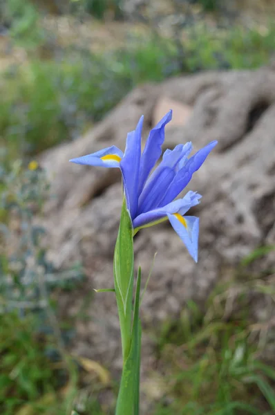 Zbliżenie Pięknej Błękitnej Tęczówki Natura Makro — Zdjęcie stockowe