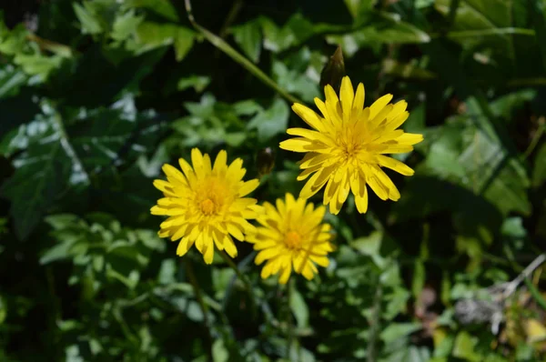 Närbild Vackra Mask Ros Blommor Natur Makro — Stockfoto