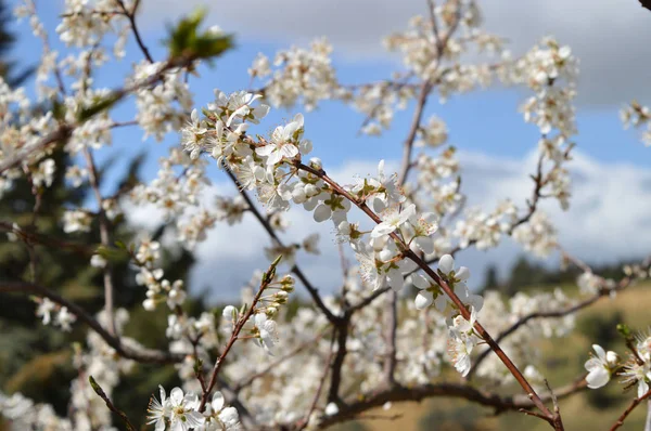 Close Beautiful Pear Blossoms Nature Macro — Stock Photo, Image