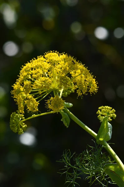 Close-up of a Giant Fennel Flower Head, Nature, Macro — Stock Photo, Image