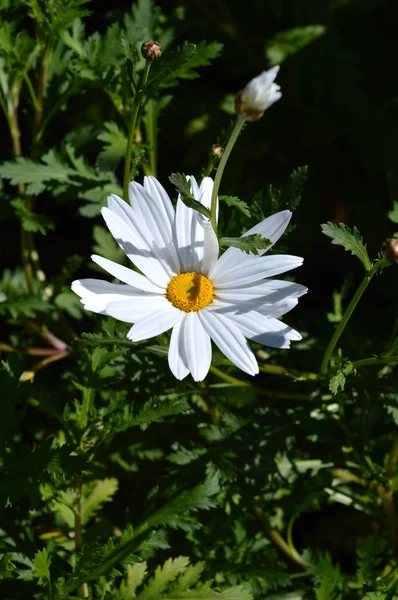 Nahaufnahme Eines Schönen Weißen Gänseblümchens Natur Makro — Stockfoto