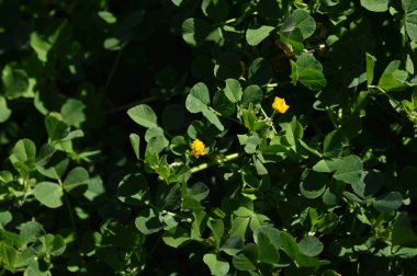 Yakın çekim bir California Burclover Bloom, Burr Medic, Medicago polymorpha, Doğa, makro