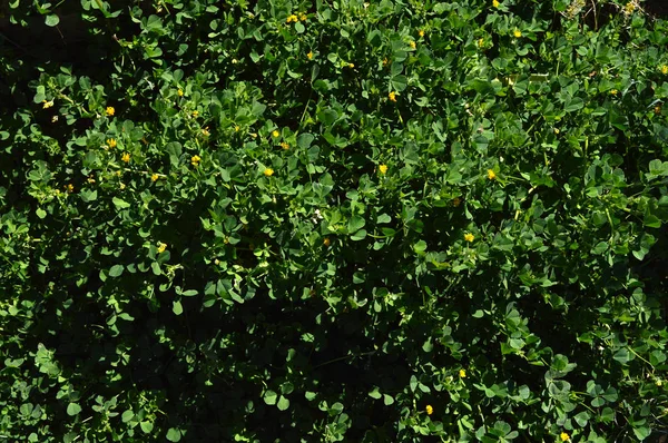 Крупный План Калифорнийского Бурклевера Блуме Burr Medic Medicago Polymorpha Nature — стоковое фото