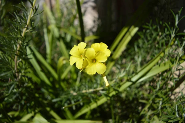 Närbild Gula Vanliga Harsyra Blommor Oxalis Acetosella — Stockfoto