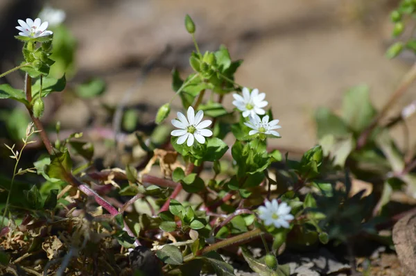 Yakın çekim ortak Chickweed çiçekler, stellaria medya, Doğa, makro