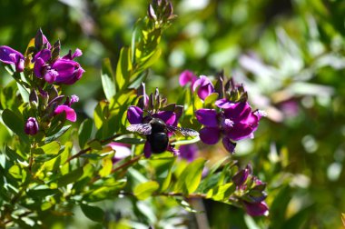 Violet Carpenter arı, Doğa, makro ile polygala çiçekler yakın çekim