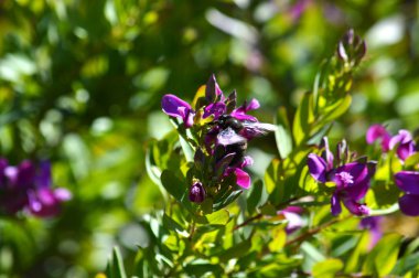 Violet Carpenter arı, Doğa, makro ile polygala çiçekler yakın çekim