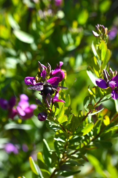 Zbliżenie Polygala Flowers Violet Carpenter Bee Natura Makro — Zdjęcie stockowe