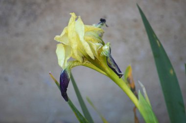 Sarı Iris, Doğa, makro yakın çekim