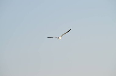 Yakın çekim güzel bir martı, Doğa, seascape, Sicilya, Italya, Avrupa