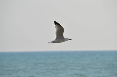 Yakın çekim güzel bir martı, Doğa, seascape, Sicilya, Italya, Avrupa