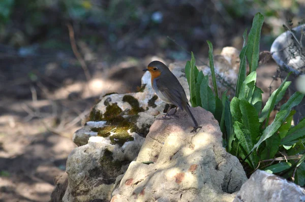 Primer Plano Hermoso Robin Europeo Robin Redbreast Naturaleza — Foto de Stock