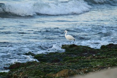 Yakın çekim güzel bir küçük Egret, Egretta garzetta, seascape, Sicilya, Italya, Avrupa