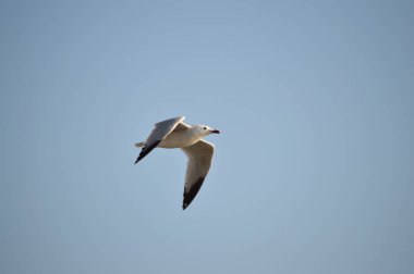 Yakın çekim güzel bir martı, Doğa, seascape, Sicilya, Italya, Avrupa