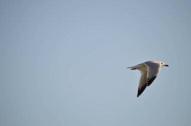 Yakın çekim güzel bir martı, Doğa, seascape, Sicilya, Italya, Avrupa