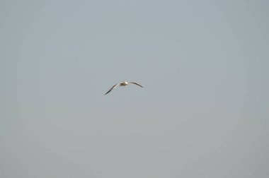 Yakın çekim güzel bir martı, Doğa, seascape, Sicilya, Italya, Avrupa