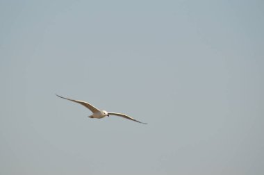 Yakın çekim güzel bir martı, Doğa, seascape, Sicilya, Italya, Avrupa