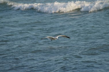 Yakın çekim güzel bir martı, Doğa, seascape, Sicilya, Italya, Avrupa