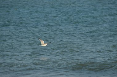 Yakın çekim güzel bir martı, Doğa, seascape, Sicilya, Italya, Avrupa