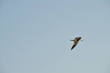Yakın çekim güzel bir martı, Doğa, seascape, Sicilya, Italya, Avrupa