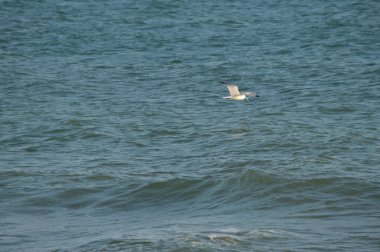Yakın çekim güzel bir martı, Doğa, seascape, Sicilya, Italya, Avrupa