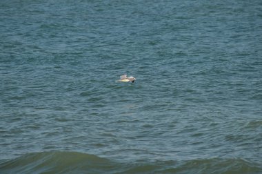 Yakın çekim güzel bir martı, Doğa, seascape, Sicilya, Italya, Avrupa