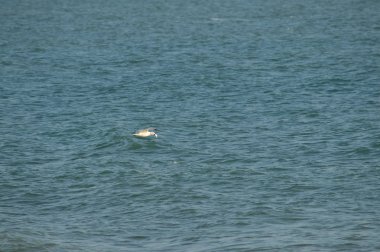 Yakın çekim güzel bir martı, Doğa, seascape, Sicilya, Italya, Avrupa