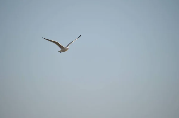 Närbild Vacker Seagull Natur Seascape Sicilien Italien Europa — Stockfoto