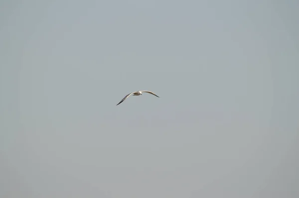 Close Beautiful Seagull Nature Seascape Sicily Italy Europe — Stock Photo, Image